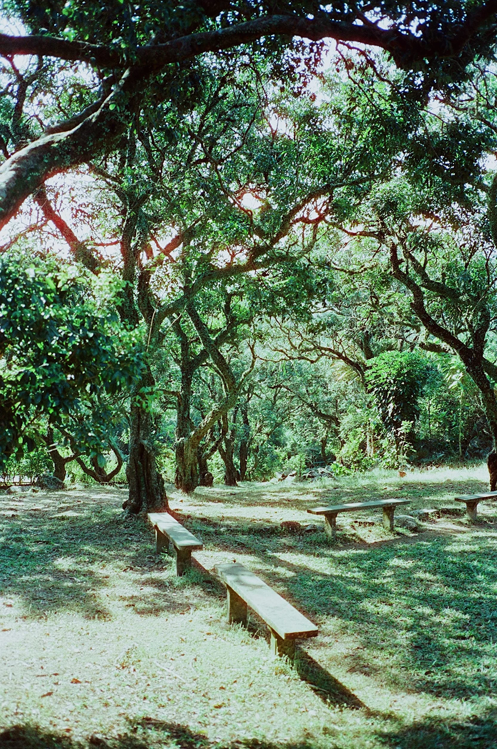 RETO Amber D400 35 mm kolorowy negatywny film kinowy, 27 ekspozycji, ISO400, 135, kinowy, styl obrazu, proces C41