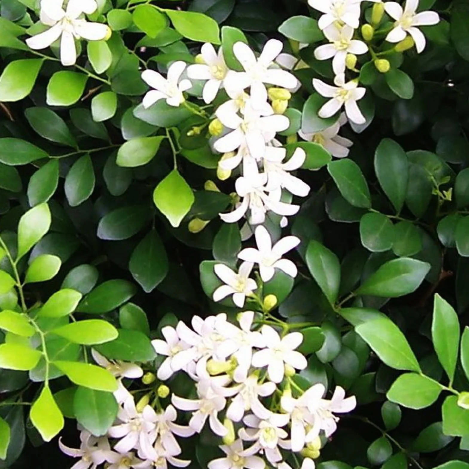 Murraya Exotica Nasiona 50 sztuk Non GMO Naturalne Wysokowydajne Ogrodnictwo Kwiaty Drzewo Owocowe Warzyw