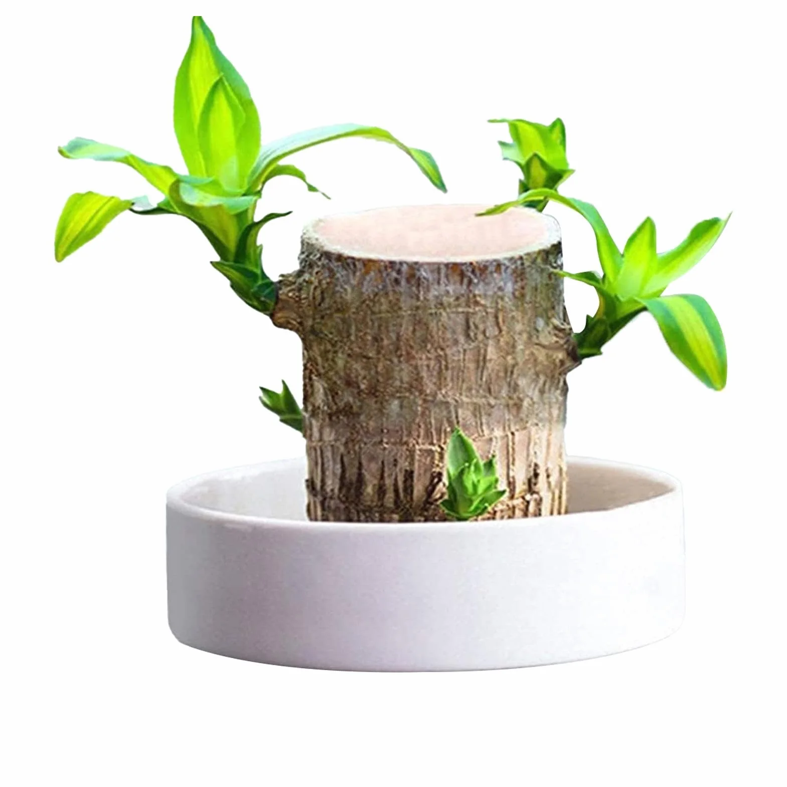 Brazylia Lucky Wood Plant Hydroponic Tree Stump Desktop
