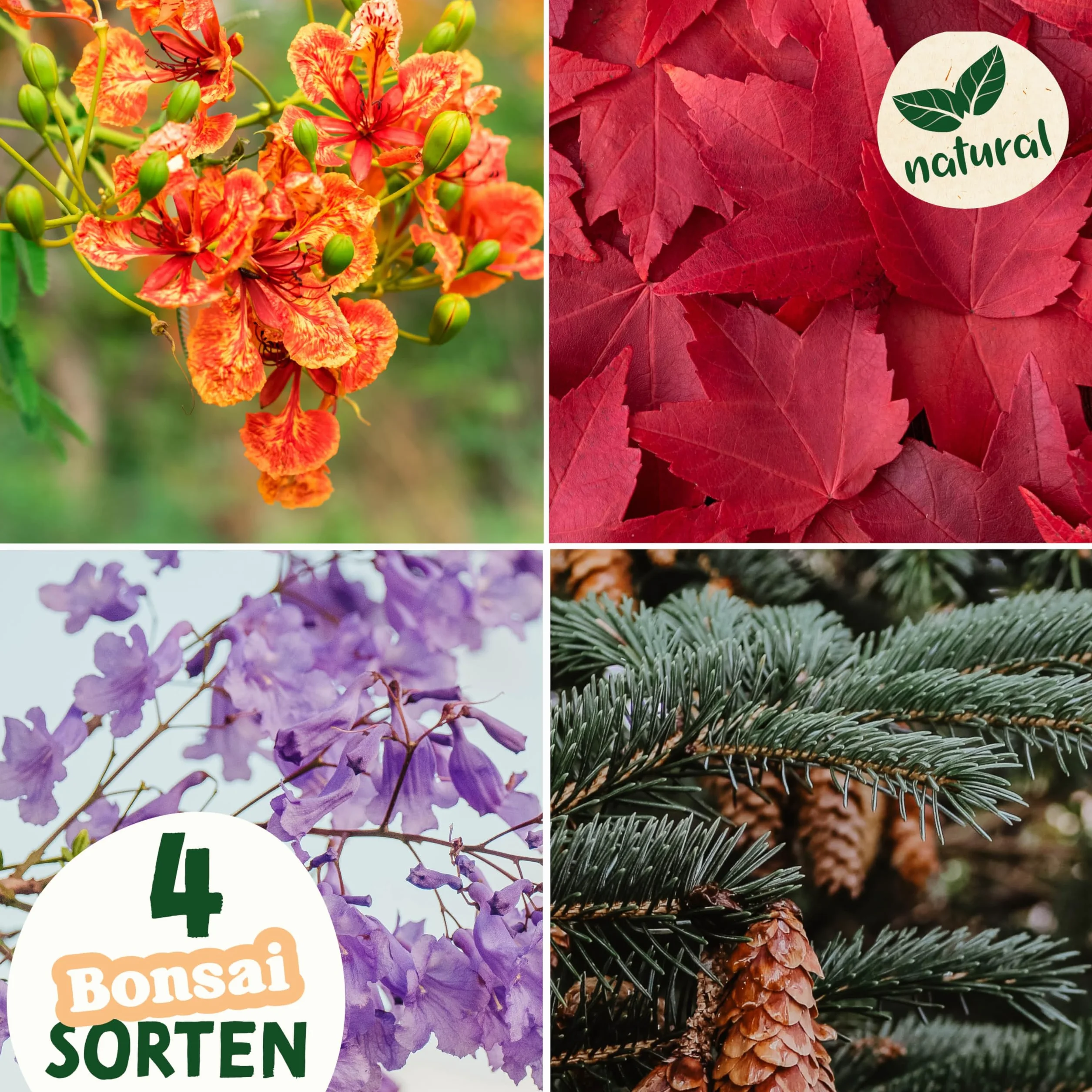 valeaf Zestaw startowy do bonsai, do uprawy własnego drzewka bonsai, zestaw zawiera 4 rodzaje nasion bonsai i akcesoria, dla początkujących