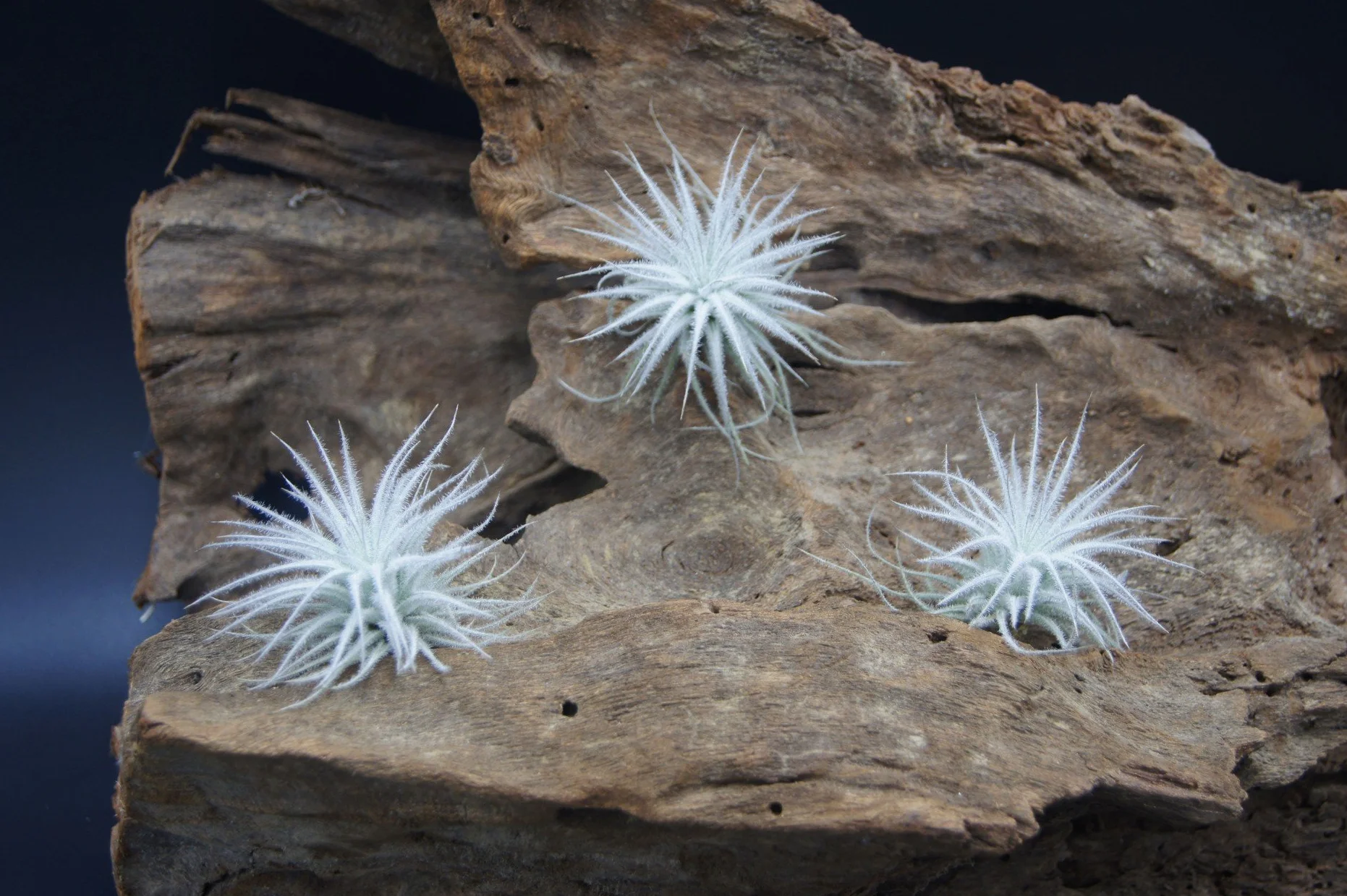 Tillandsia tectorum, Tillandsien, bromeliada