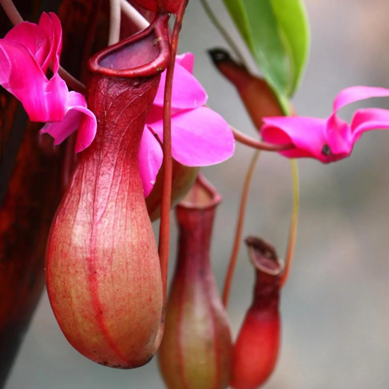Nasiona Nepenthes 50 szt. torba tropikalne rośliny mięsożerne do domu