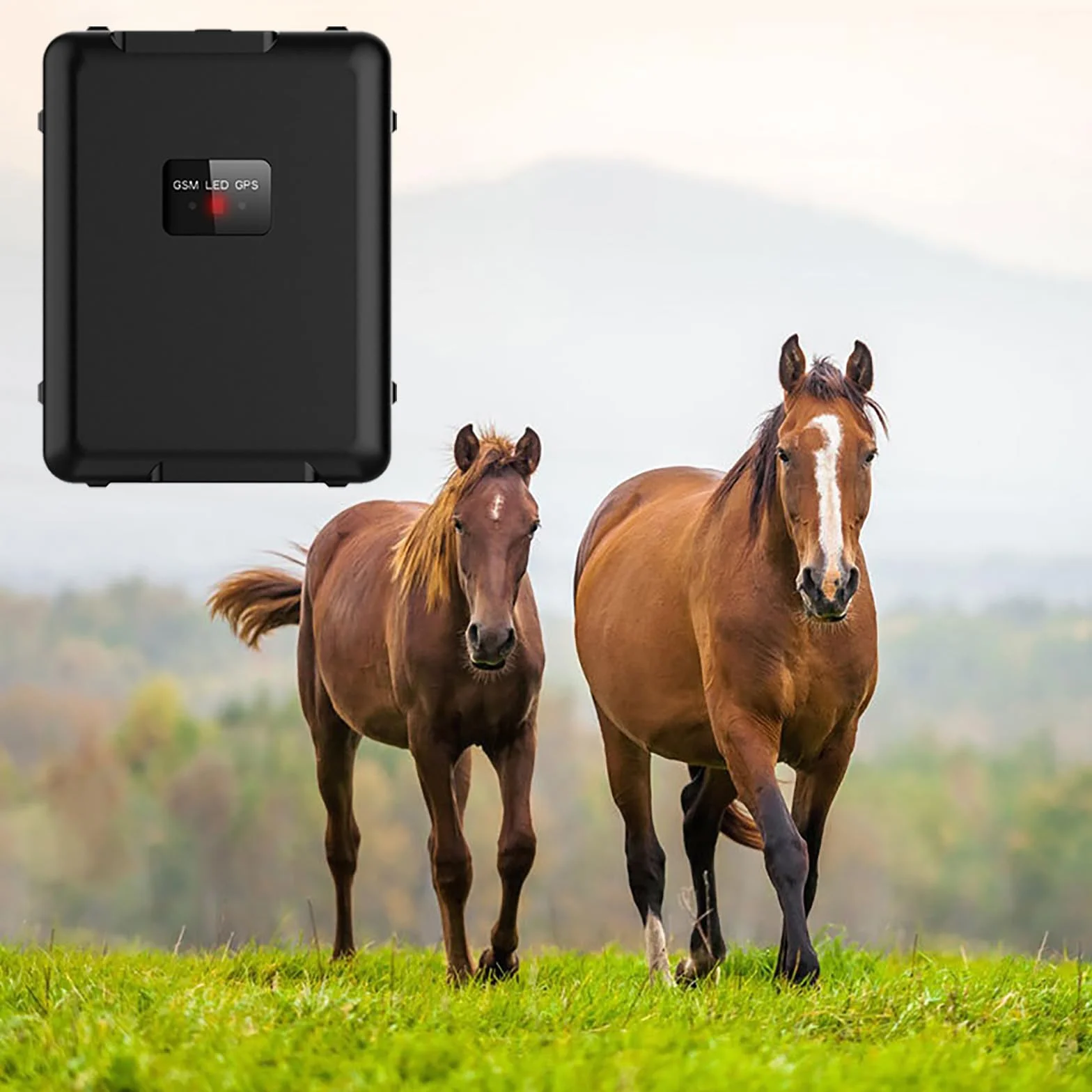 Lokalizator GPS Krów, Urządzenie Do Śledzenia Bydła I Owiec W Czasie Rzeczywistym 4G, 20000 MAh, Historyczny Ślad, Pozycjonowanie W Czasie Rzeczywistym, Ustawienie Zasięgu I Alarm Wibracyjny