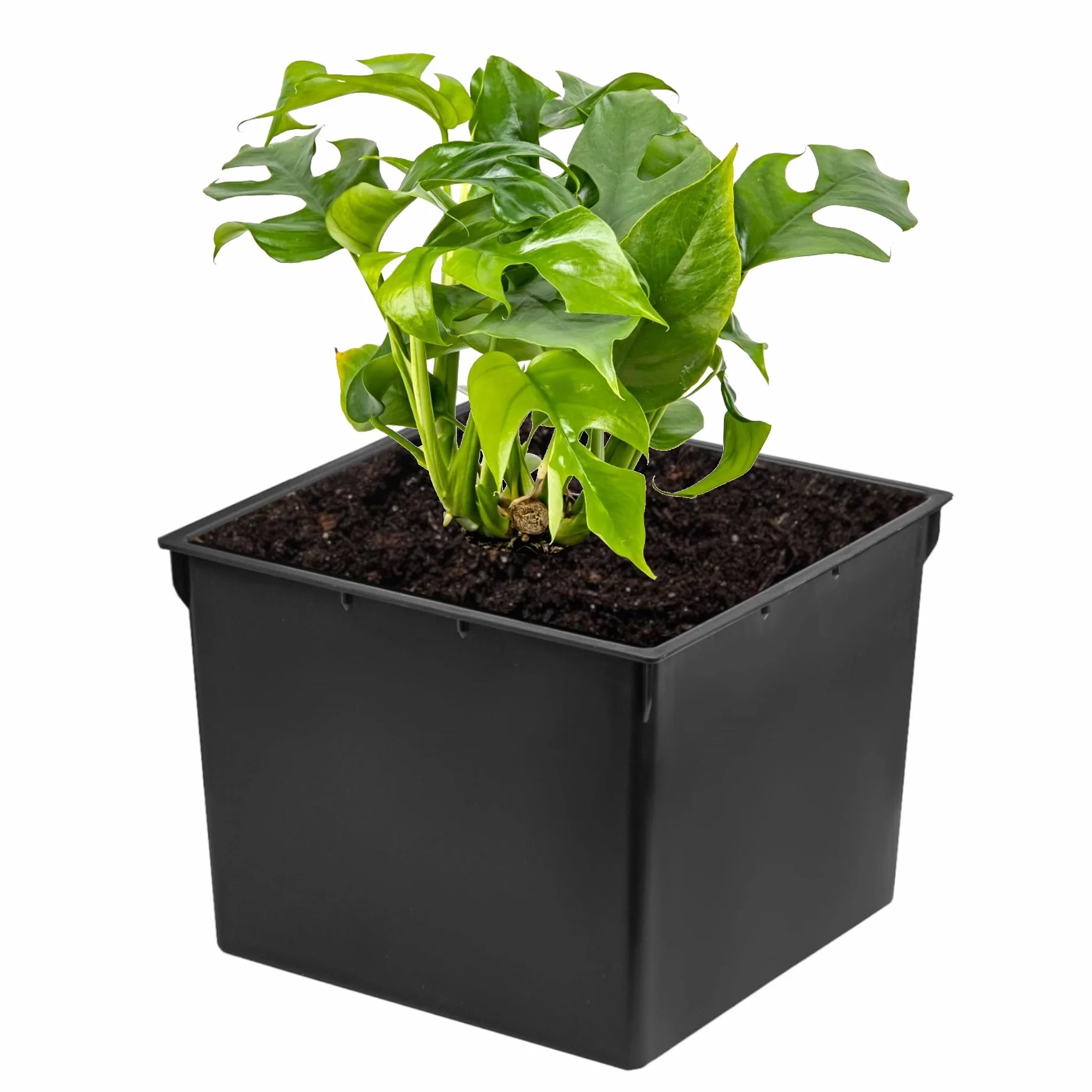 Prosperplast Wkład do doniczki kwadratowy 8 l 22x22x17 cm