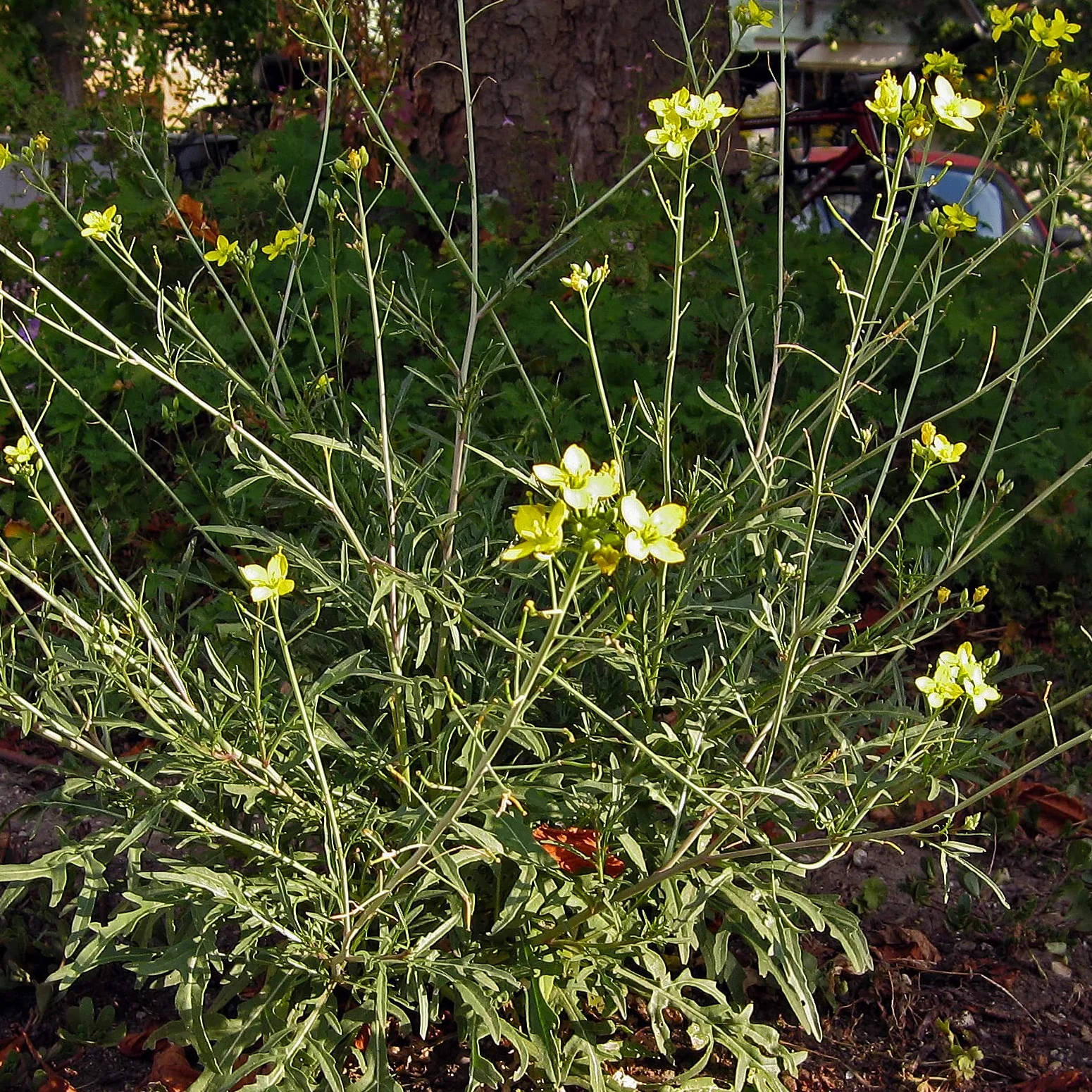Dzika rukola Rucola selvatica Bio - 1200 nasion