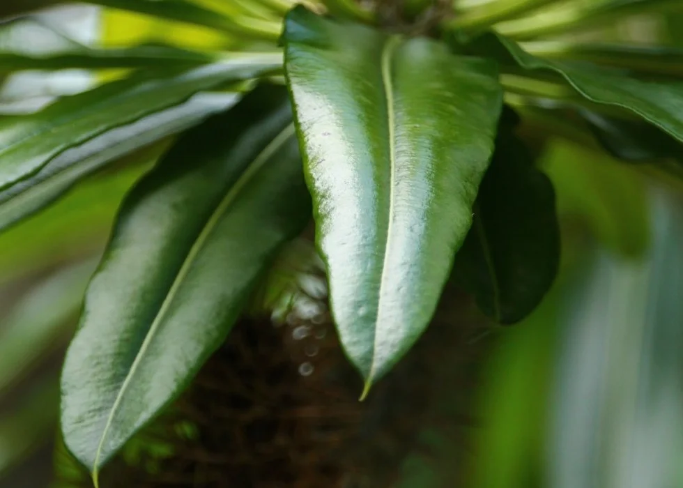 SAFLAX Madagaskar Palma Pachypodium lamerei 10 Nasiona