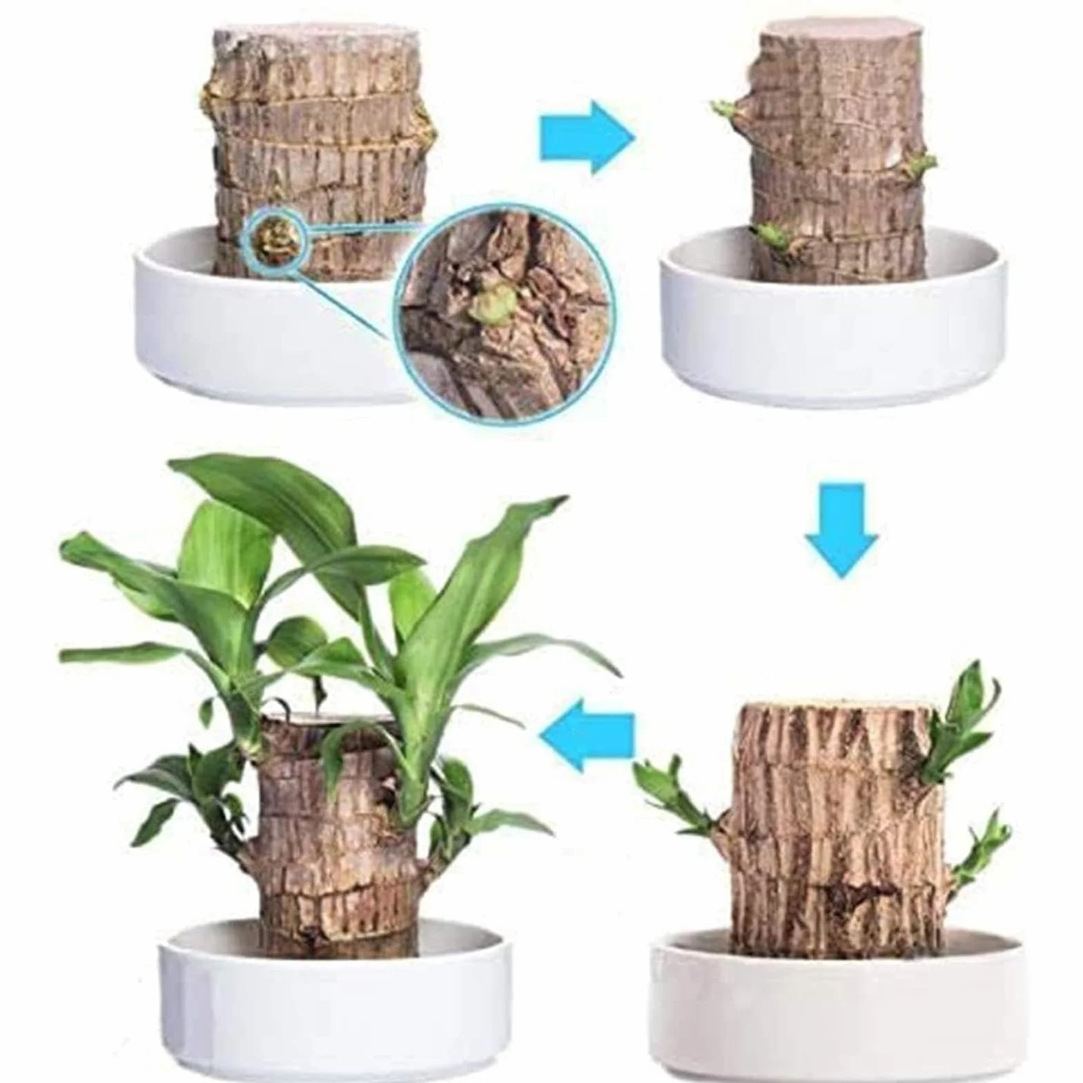 Brazylia Lucky Wood Plant Hydroponic Tree Stump Desktop