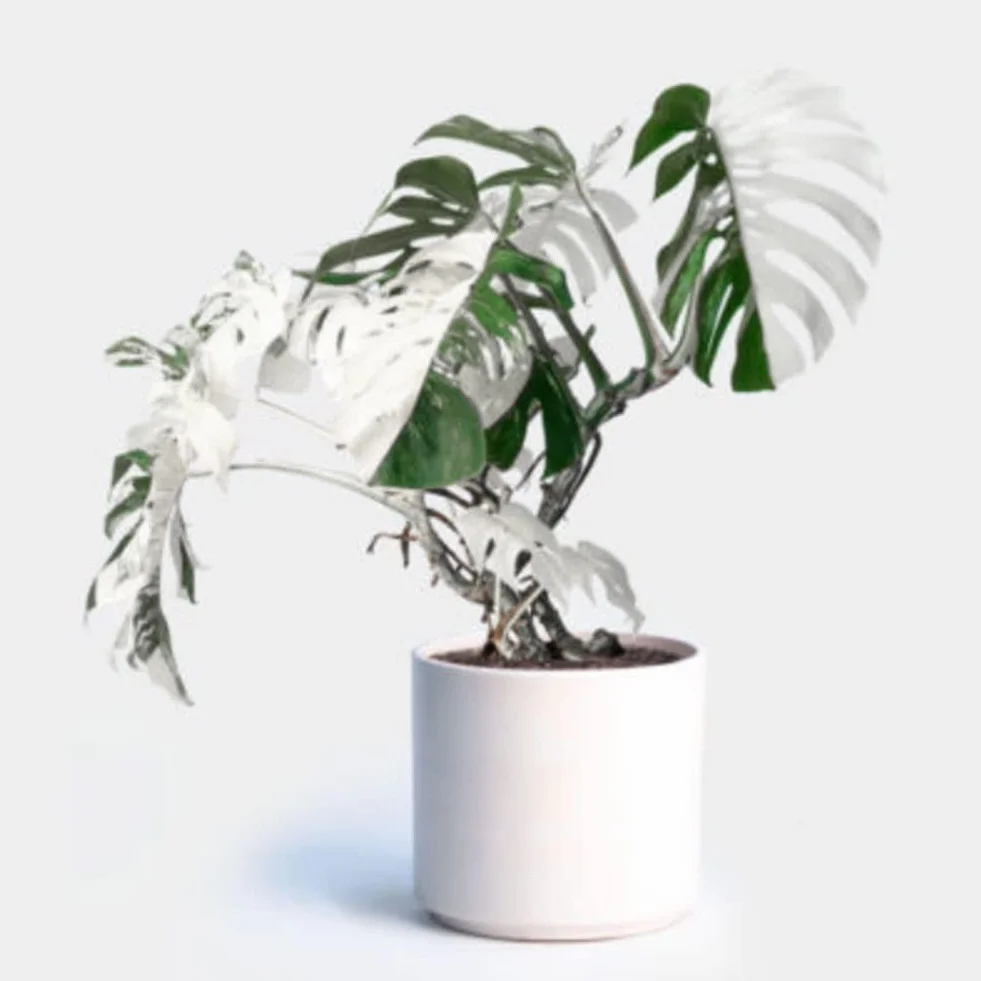 Nasiona Monstera 100 szt. Białe liście żółwia palmowego Rośliny Ogród Balkon Bonsai