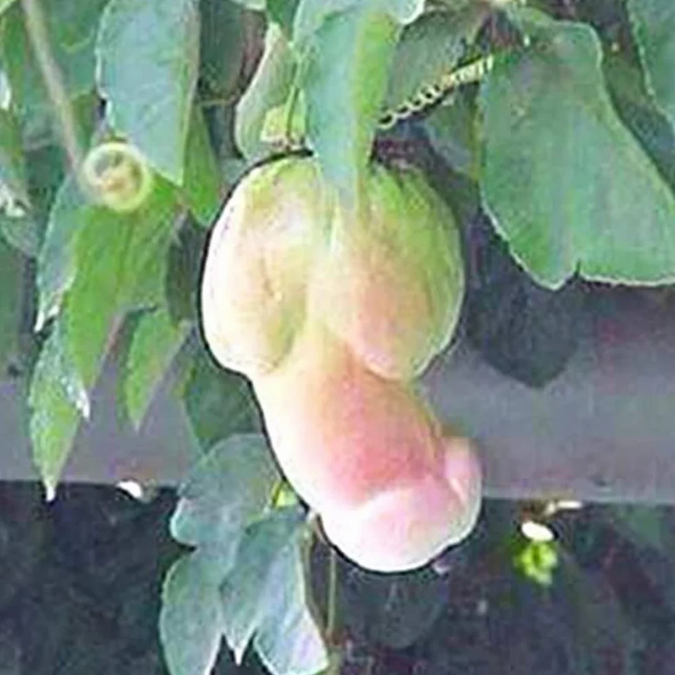 Saterkali Nasiona dyni Penis Melon, 30 szt. Nasiona dyni Penis Melon Ogród Yard Bonsai Pyszne warzywa Rośliny 30szt