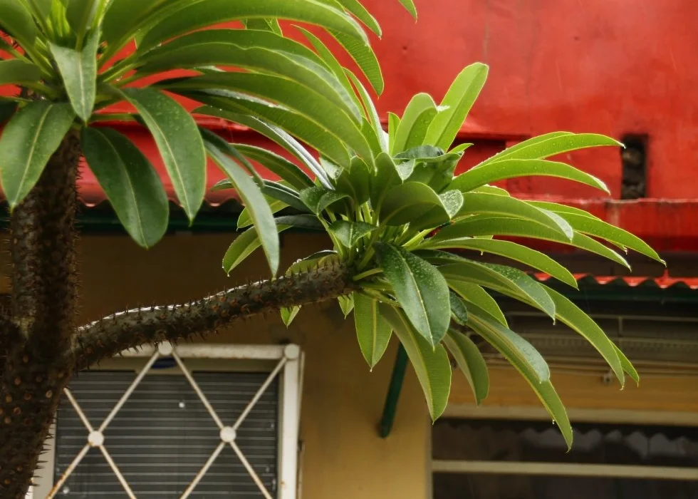 SAFLAX Madagaskar Palma Pachypodium lamerei 10 Nasiona