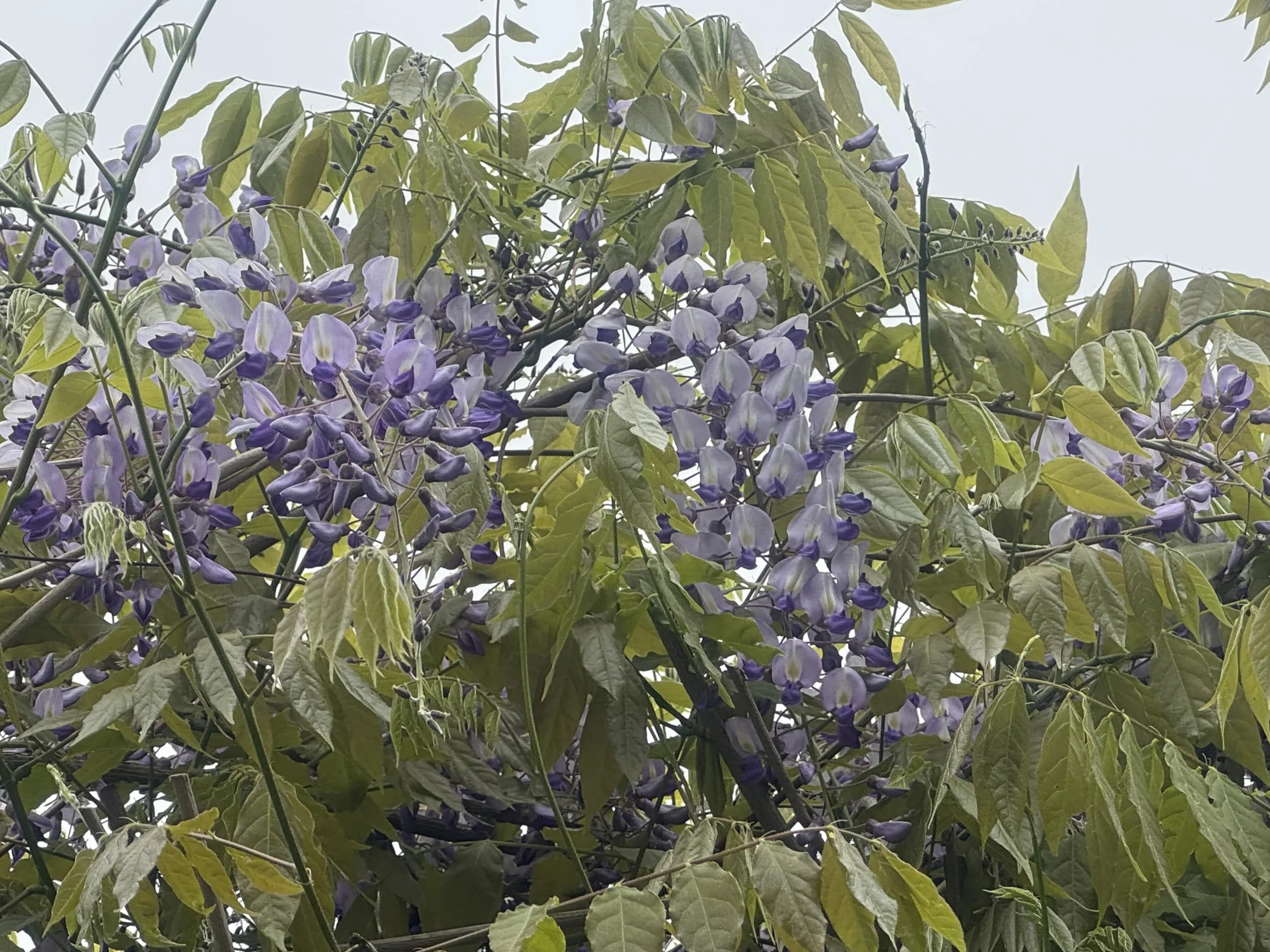 Wisteria sinensis < 3 nasiona (piękna kwitnąca roślina pnąca mrozoodporna)