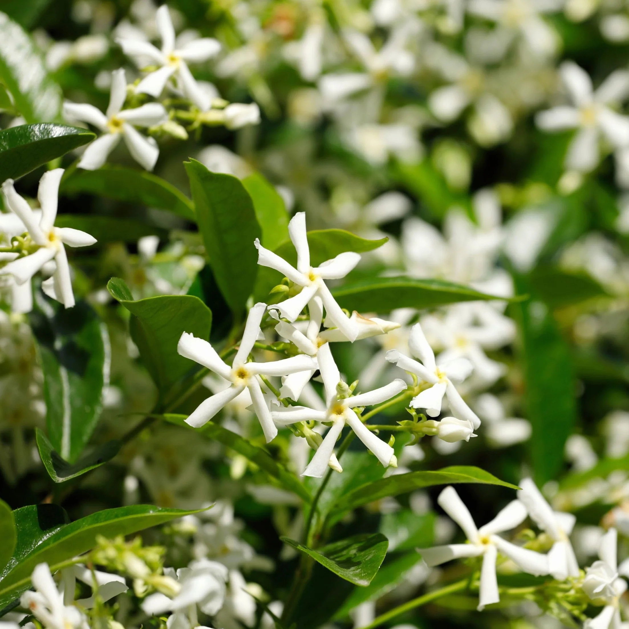 Plant in a Box - Jaśmin Toskański - Trachelospermum jasminoides - Wys. 110-120 cm - Doniczka 17 cm - Roślina pnąca