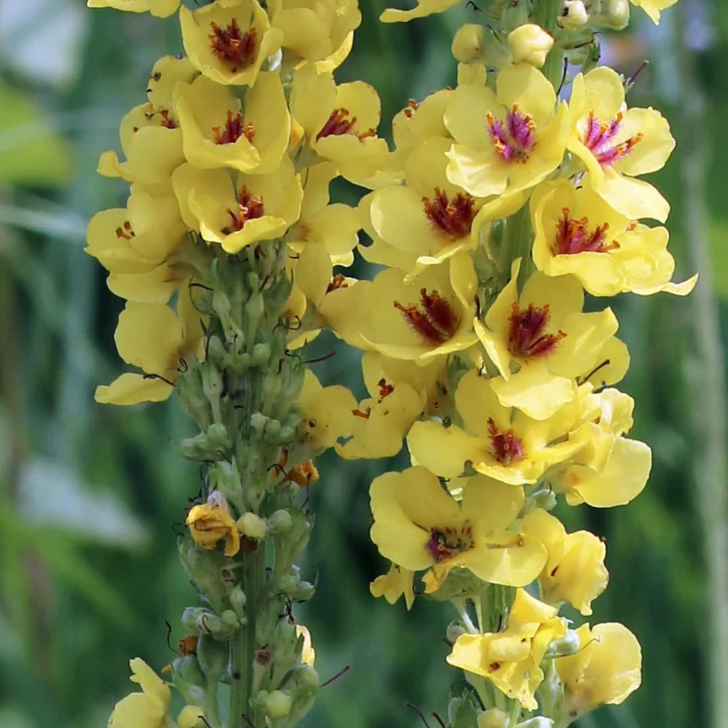 Dziewanna czarna (Verbascum nigrum) organiczna - ok. 2000 nasion roślina lecznicza, kadzidło, dziki kwiat