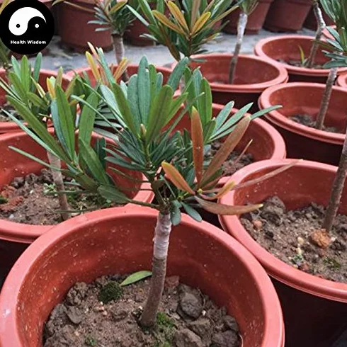Nasiona Podocarpus macrophyllus 30 sztuk - Drzewo Podocarpus