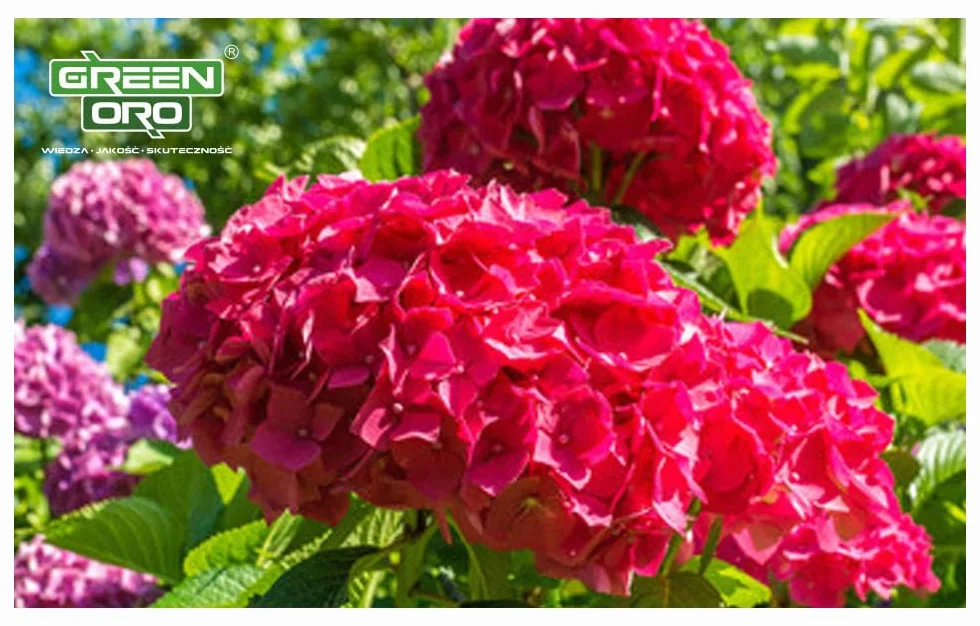 FLOWERS ACID 1,5KG Nawóz do hortensji i roślin kwasolubnych
