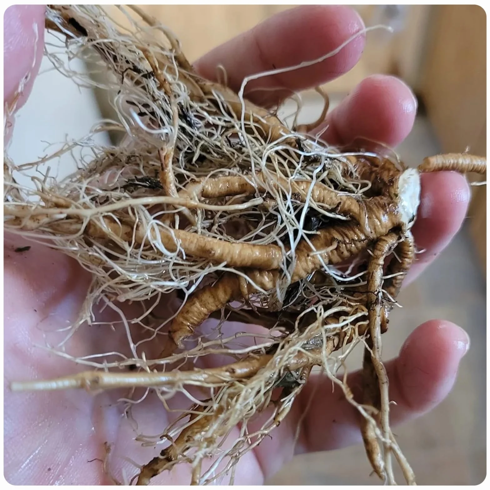 Cebulki Hosta 4 szt. do sadzenia jesienią, dekoracja ogrodowa, bez podlewania
