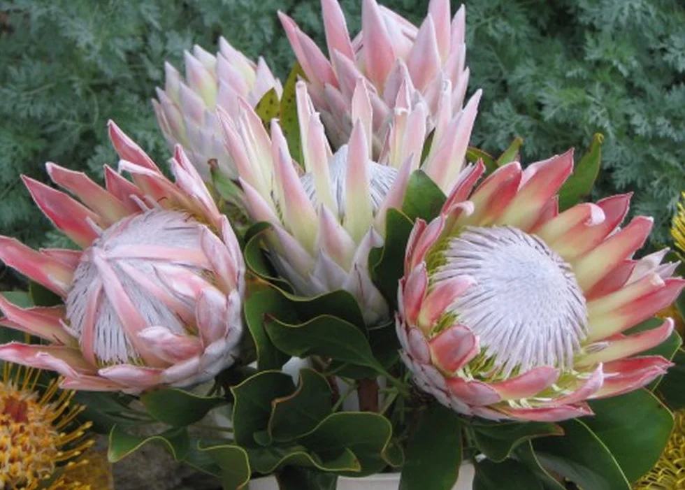 SAFLAX - King Protea - 5 Nasiona - Protea cynaroides