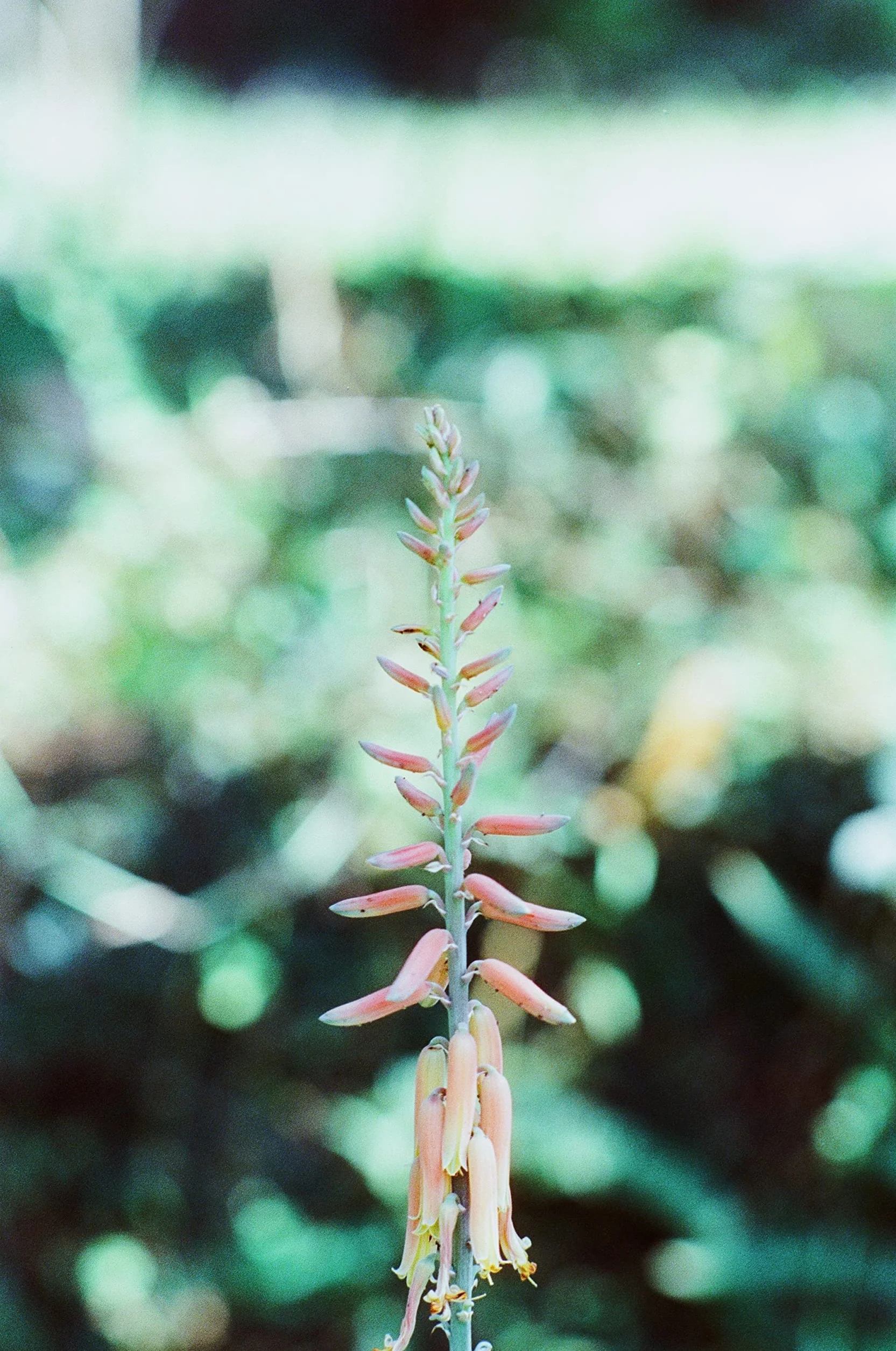 RETO Amber D400 35 mm kolorowy negatywny film kinowy, 27 ekspozycji, ISO400, 135, kinowy, styl obrazu, proces C41