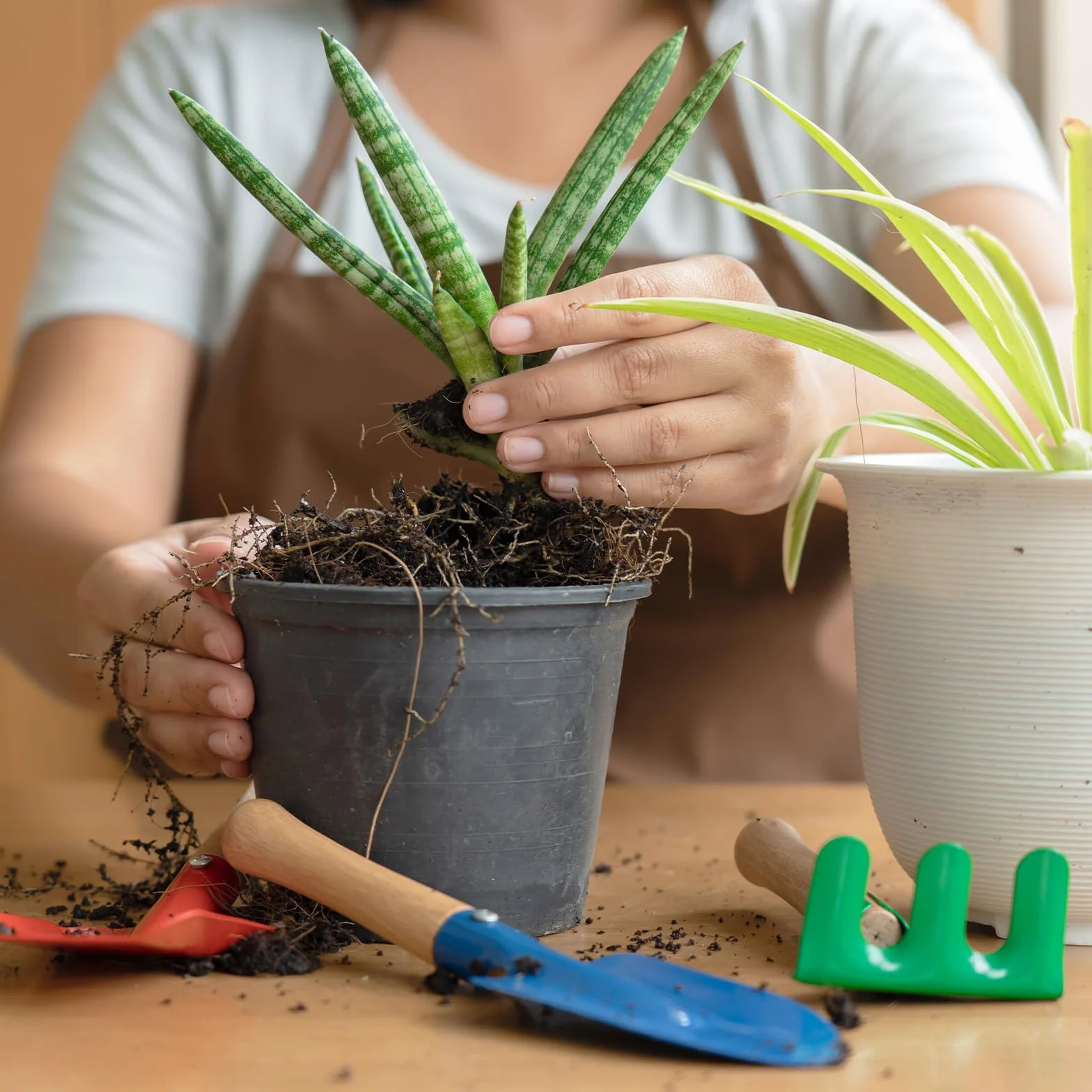 Mieszanka gleby doniczkowej Aloe Vera, gotowa do użycia do sadzonek i uprawy roślin aloesowych lub innych roślin doniczkowych (2 l)