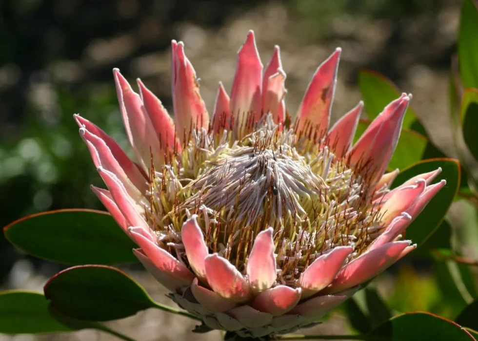 SAFLAX - King Protea - 5 Nasiona - Protea cynaroides
