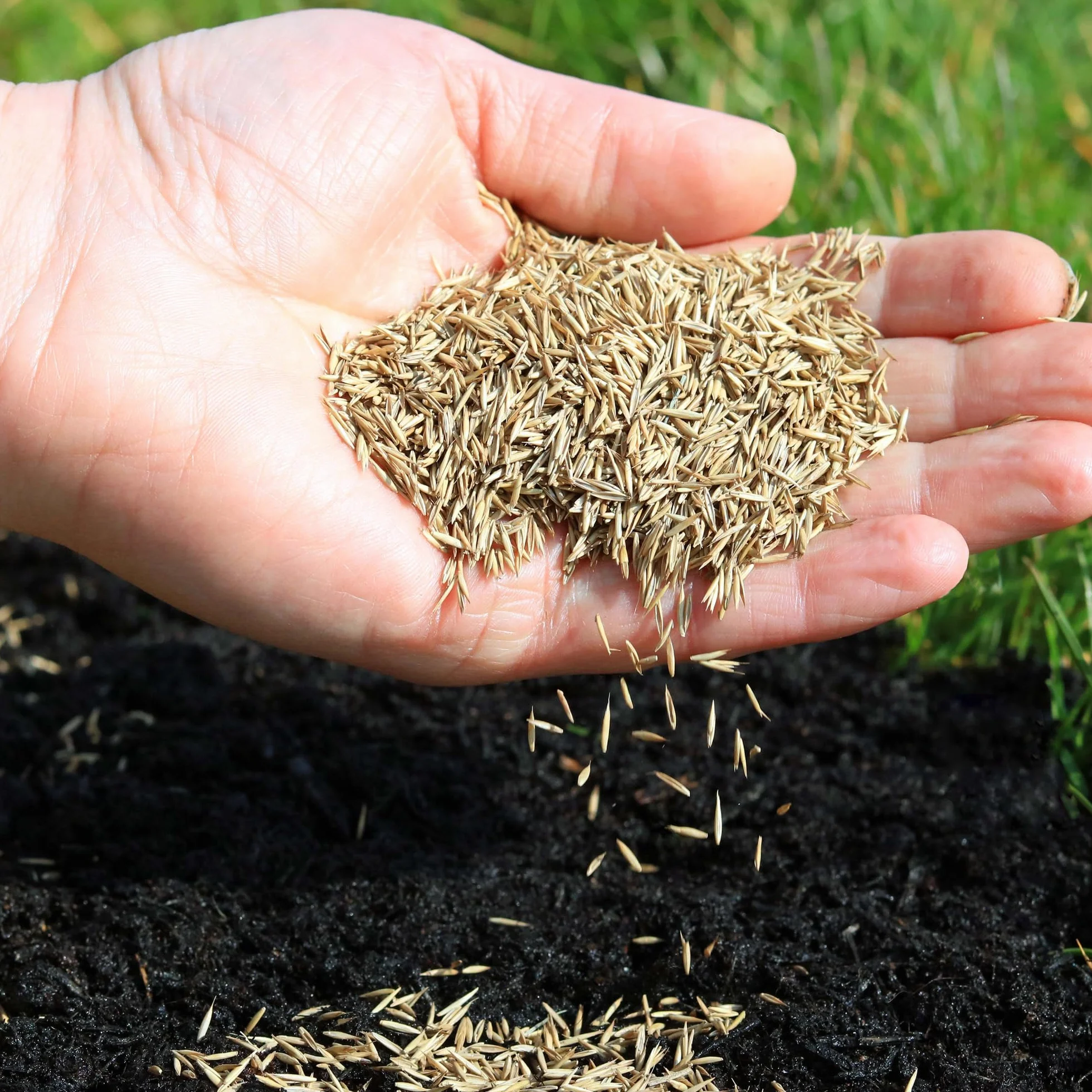 MOOWY Power Lawn Nasiona Trawy 50m² Super Sprężyste Szybko Rosnące