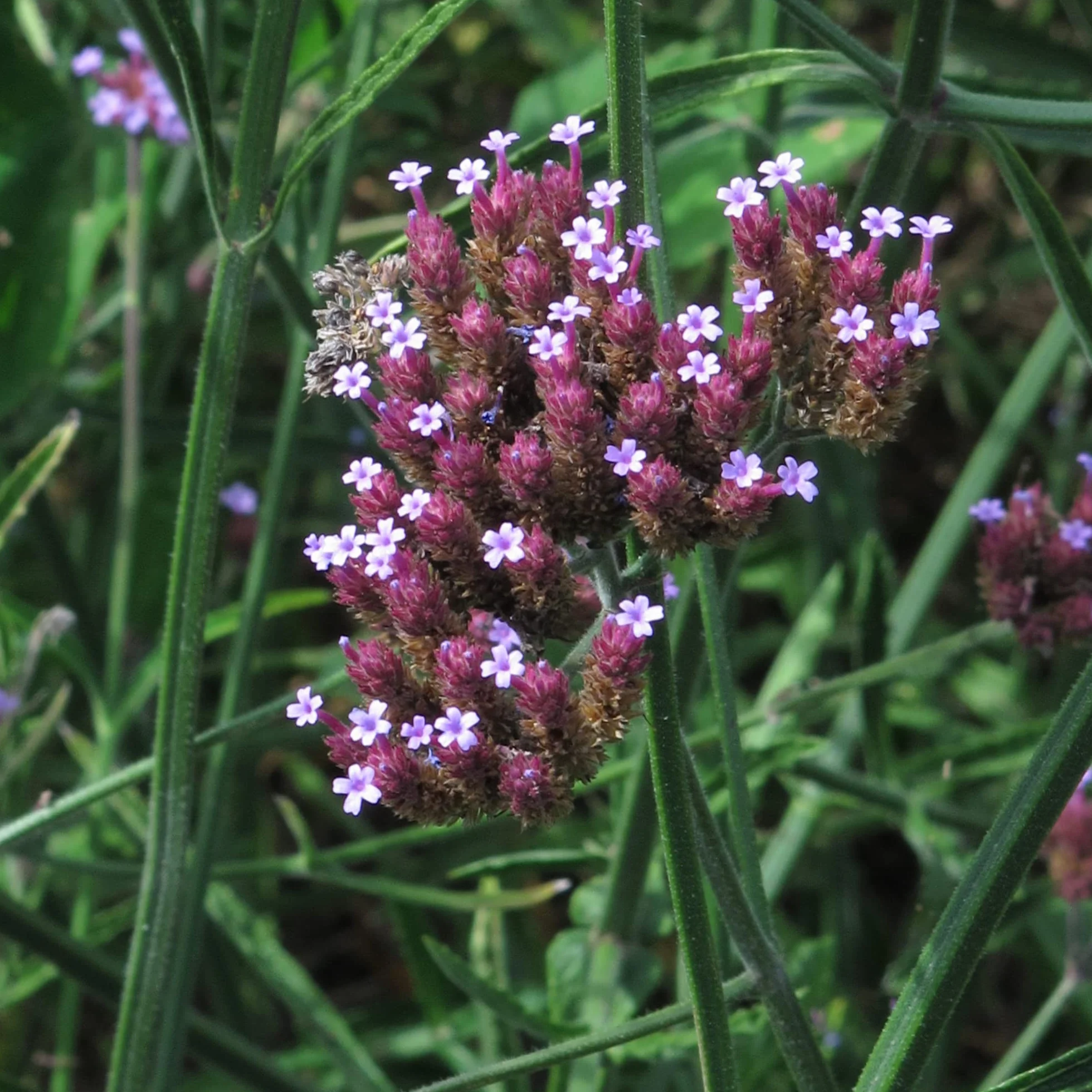 Werbena patagońska (Verbena bonariensis) Organic - około 200 nasion