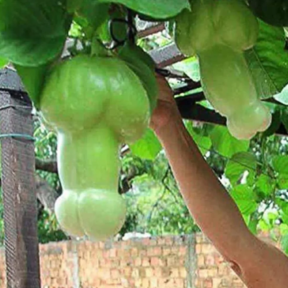 Saterkali Nasiona dyni Penis Melon, 30 szt. Nasiona dyni Penis Melon Ogród Yard Bonsai Pyszne warzywa Rośliny 30szt