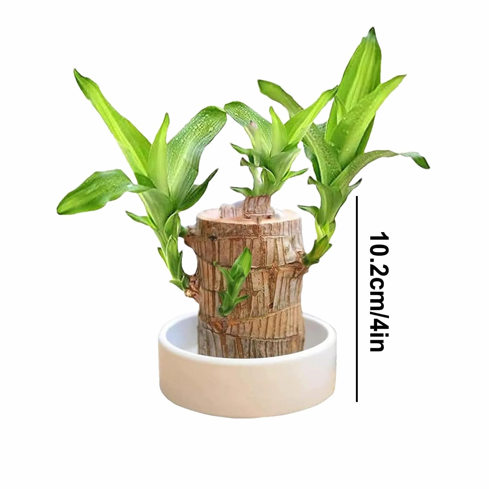 Brazylia Lucky Wood Plant Hydroponic Tree Stump Desktop