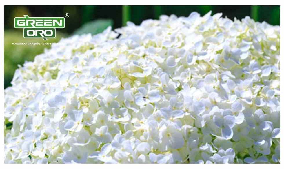 FLOWERS ACID 1,5KG Nawóz do hortensji i roślin kwasolubnych