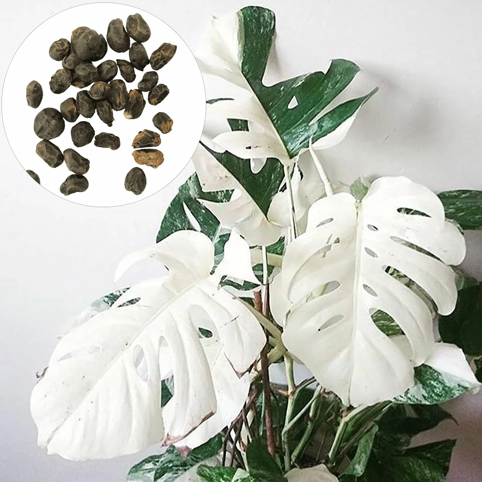Generic asiona Monstera Deliciosa, 30 szt. Nasiona Szybko rosnące, pełne witalności Odporność na suszę Wysoka przeżywalność Dobrze przystosowane Łatwe kiełkowanie Ogrodnictwo Nasiona Monst