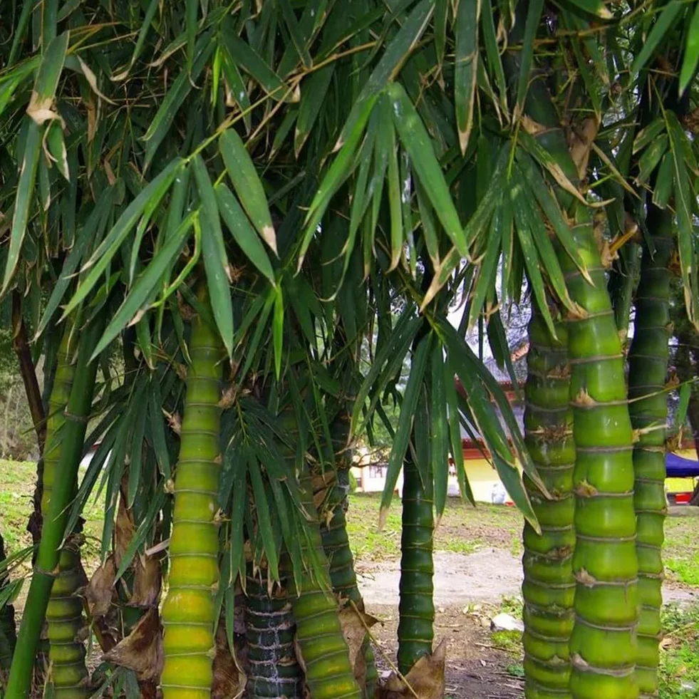 Nasiona Bambusa Ventricosa 50 sztuk Rzadkie Rośliny Ogrodowe