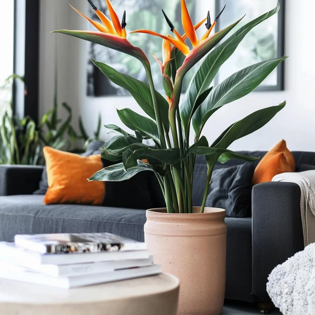 Strelitzia Reginae Rajski Ptak Strelicja Doniczka 27cm Wysokość 80-100cm