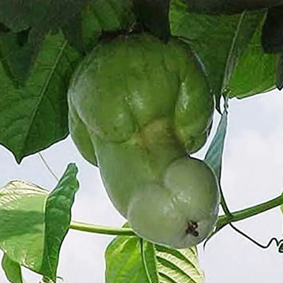 Saterkali Nasiona dyni Penis Melon, 30 szt. Nasiona dyni Penis Melon Ogród Yard Bonsai Pyszne warzywa Rośliny 30szt