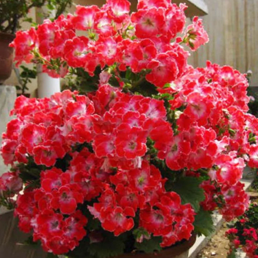 Mieszane nasiona geranium Pelargonia Hortorum 50 sztuk roślina kwiatowa