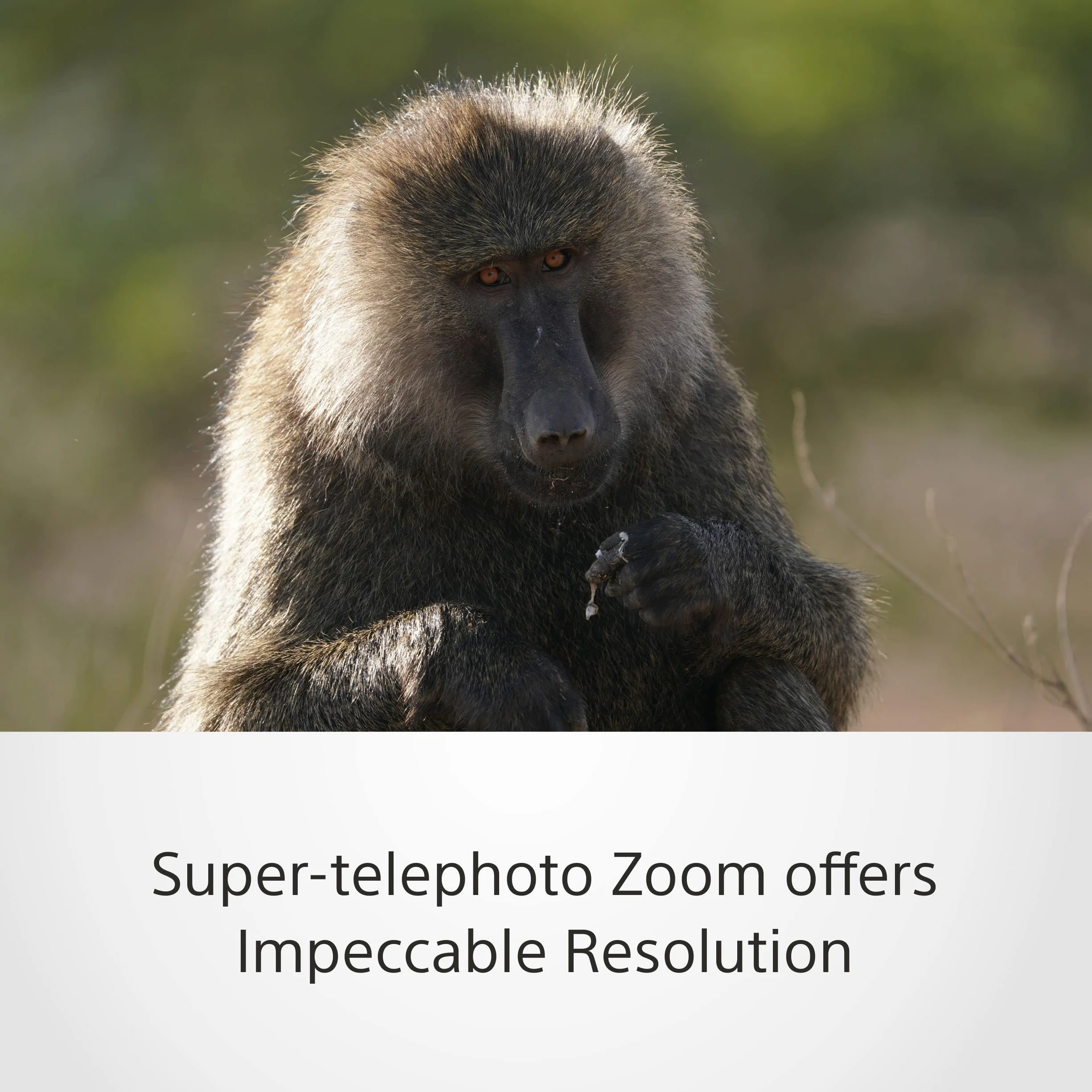 Sony 200–600 mm f/5.6–6.3 G OSS E-Mount teleobiektyw superzoom (idealny do dzikiej przyrody, sportu i natury)