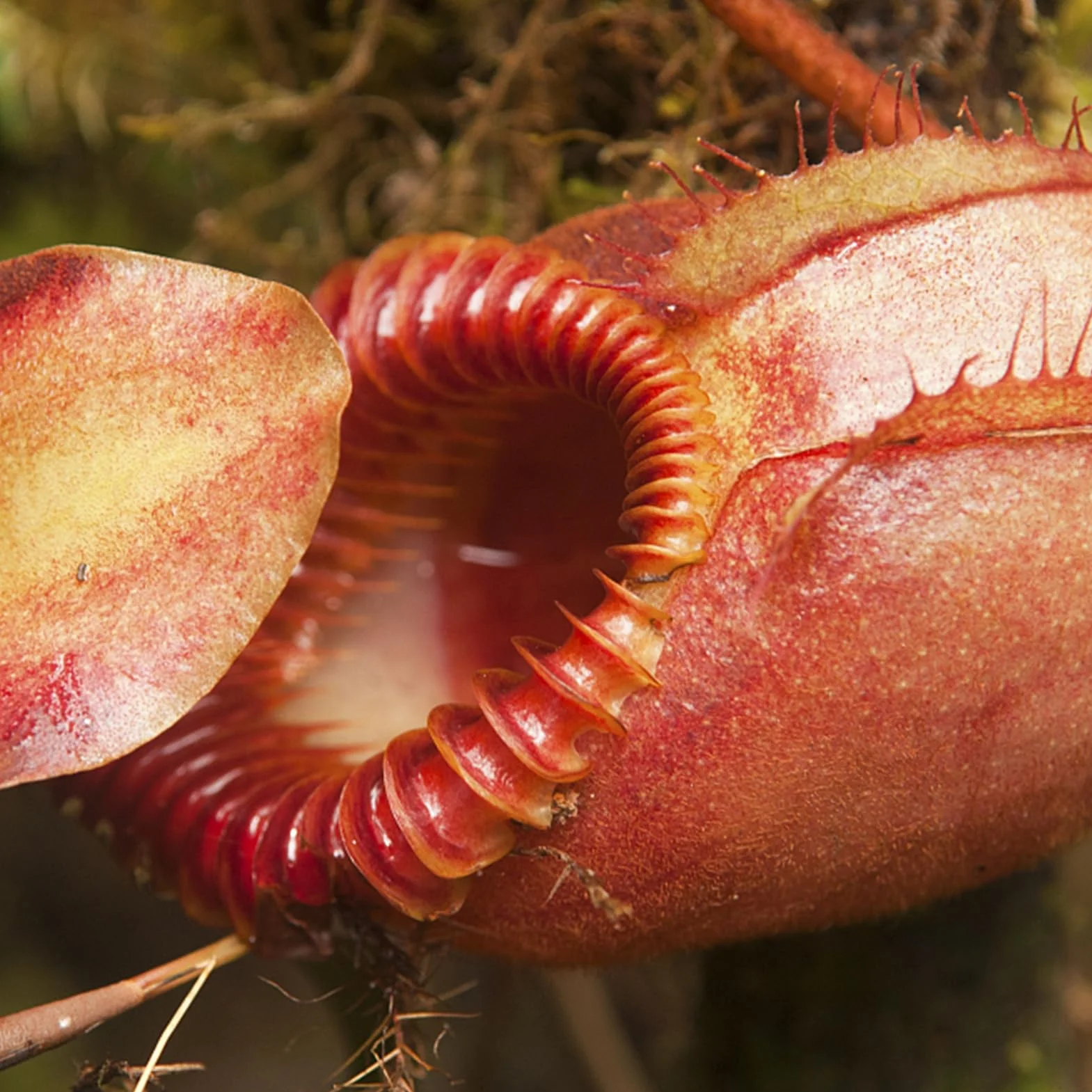 Nasiona Nepenthes 50 szt. torba tropikalne rośliny mięsożerne do domu