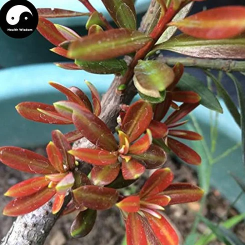 Nasiona Podocarpus macrophyllus 30 sztuk - Drzewo Podocarpus