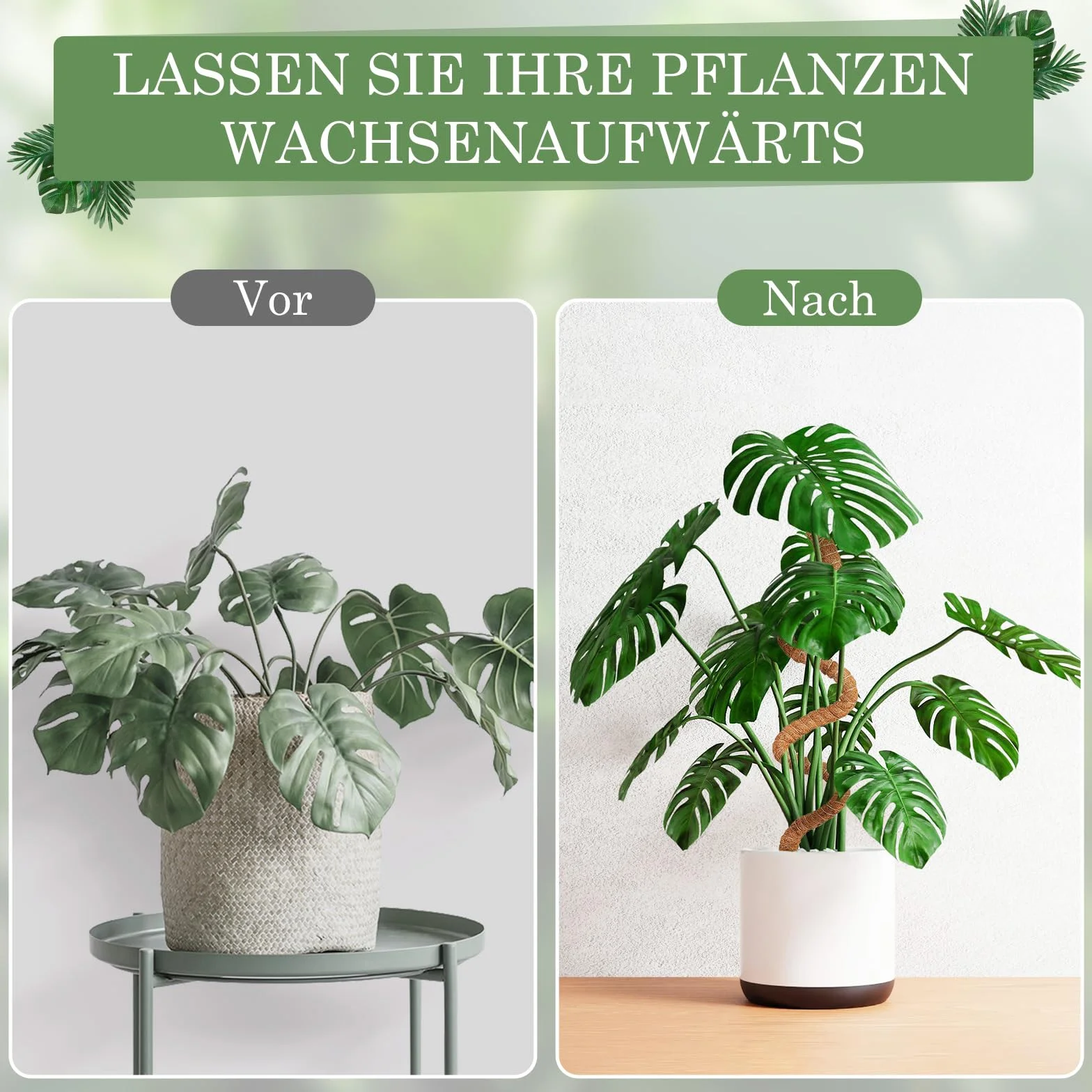 Podpórka wspinaczkowa Monstera 125cm, Kij mchowy dla Monstera z akcesoriami, Podpórka do roślin pokojowych, Wsparcie roślin dla roślin pnących w pomieszczeniach