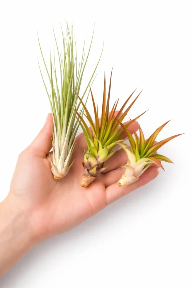 Tillandsien mix 5 sztuk EXTRA T. fuchsii var gracilis Air Plants łatwe w pielęgnacji naturalna dekoracja