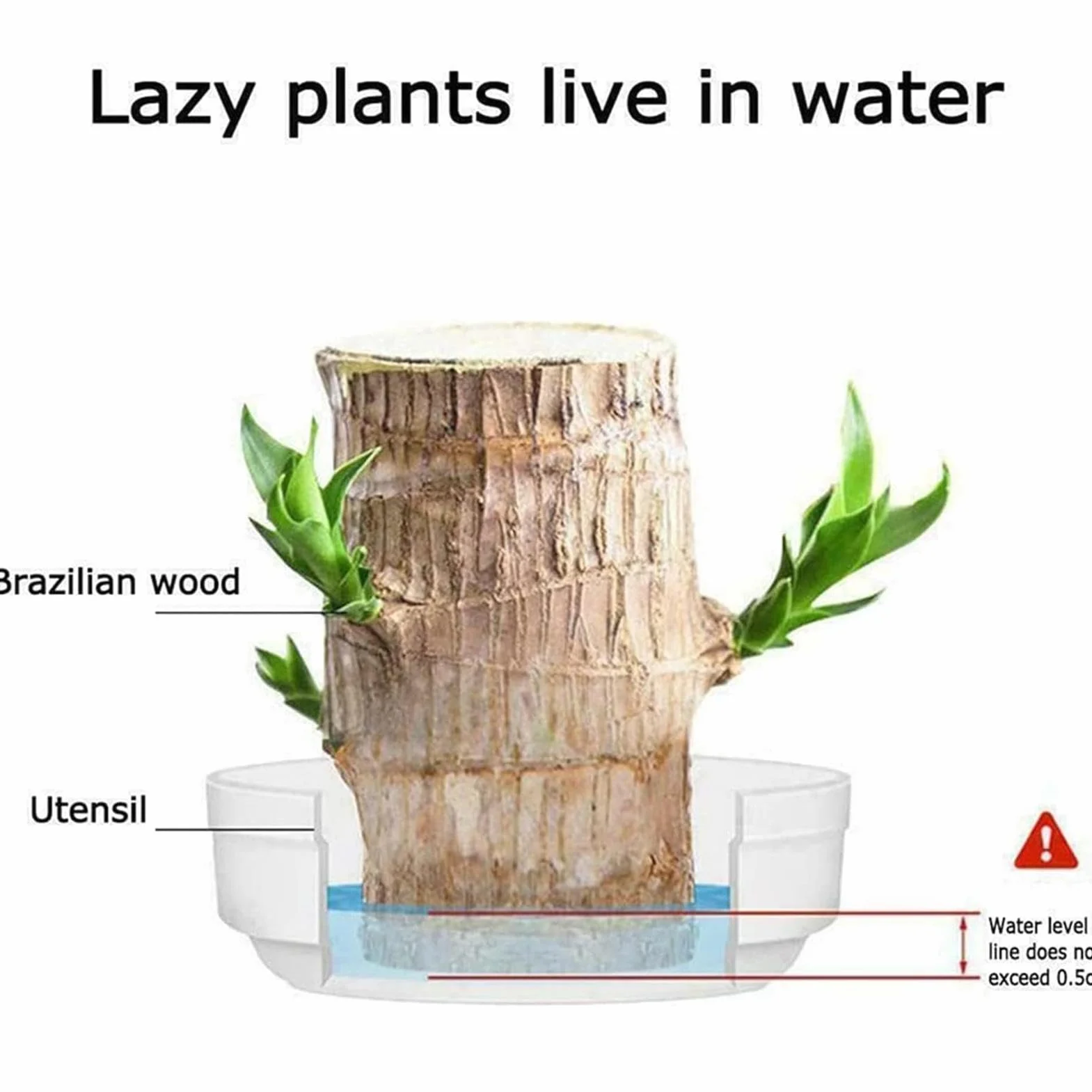 Brazylia Lucky Wood Plant Hydroponic Tree Stump Desktop