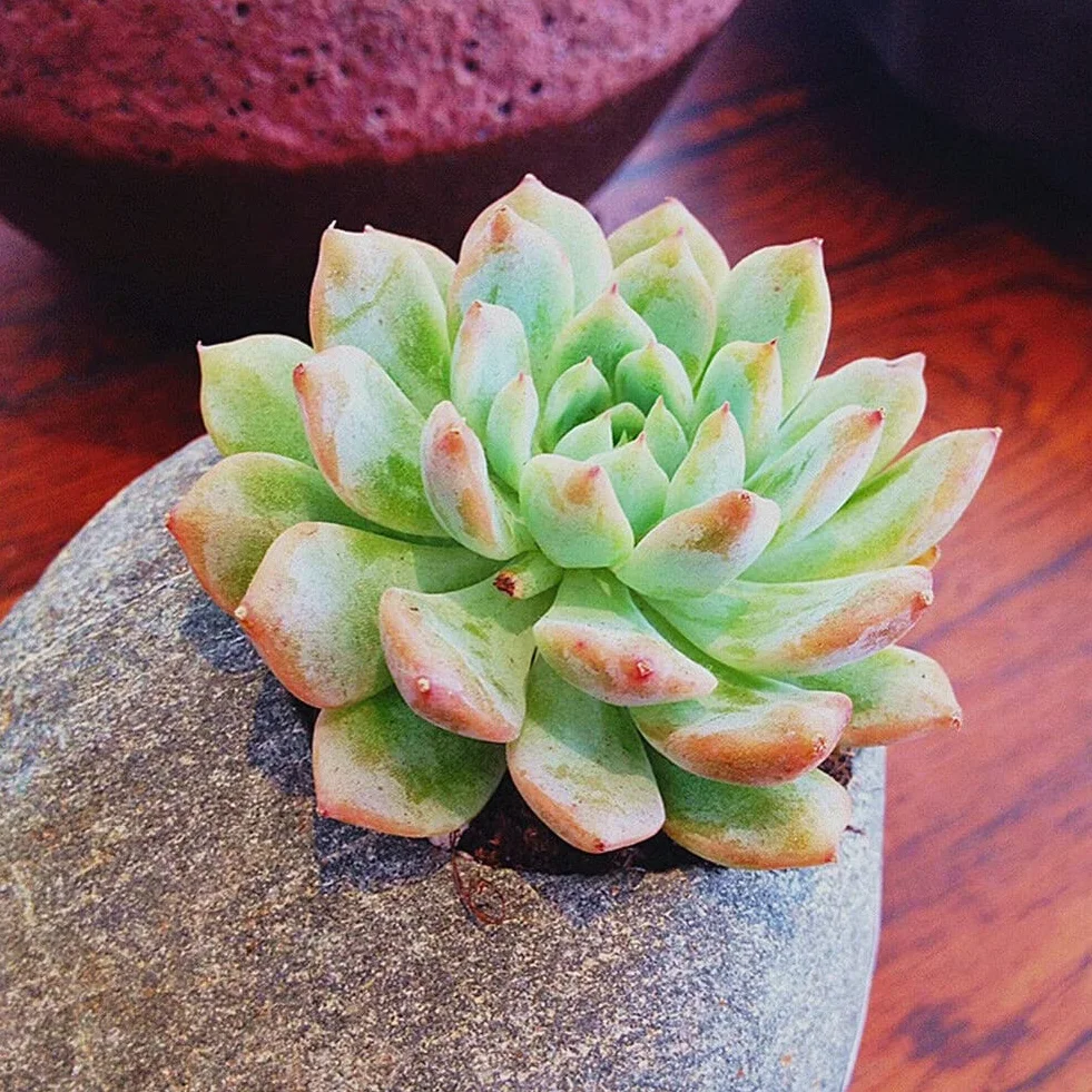Lithops nasiona soczyste 600 sztuk rzadkie żywe kamienie Bonsai do domu ogrodu