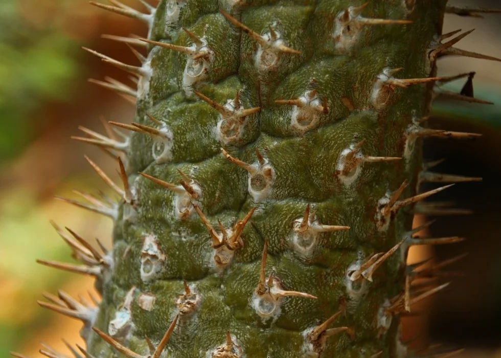 SAFLAX Madagaskar Palma Pachypodium lamerei 10 Nasiona