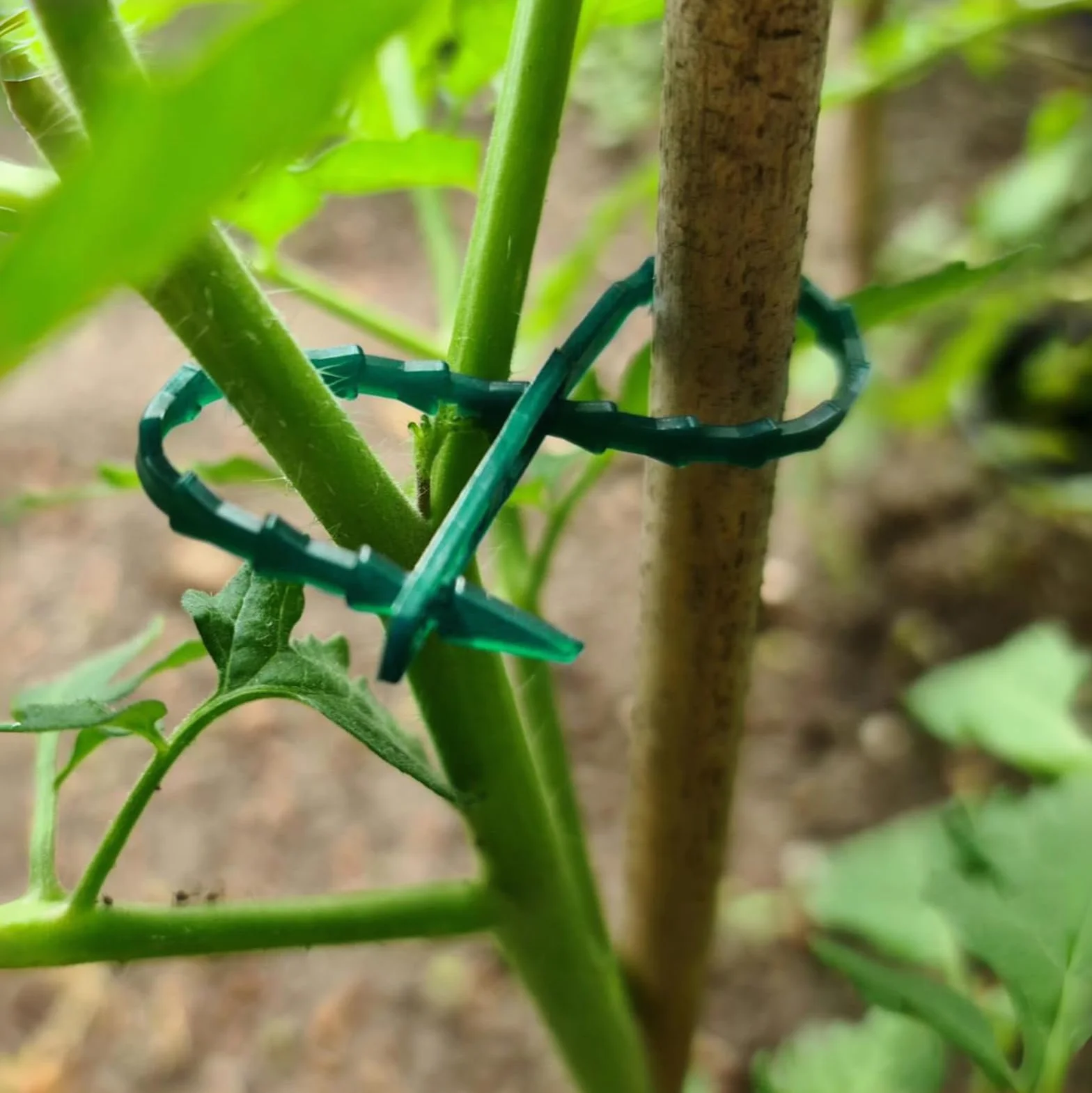 Opaski do roślin pnących 100 szt. zielone plastikowe wielokrotnego użytku 16,8 cm