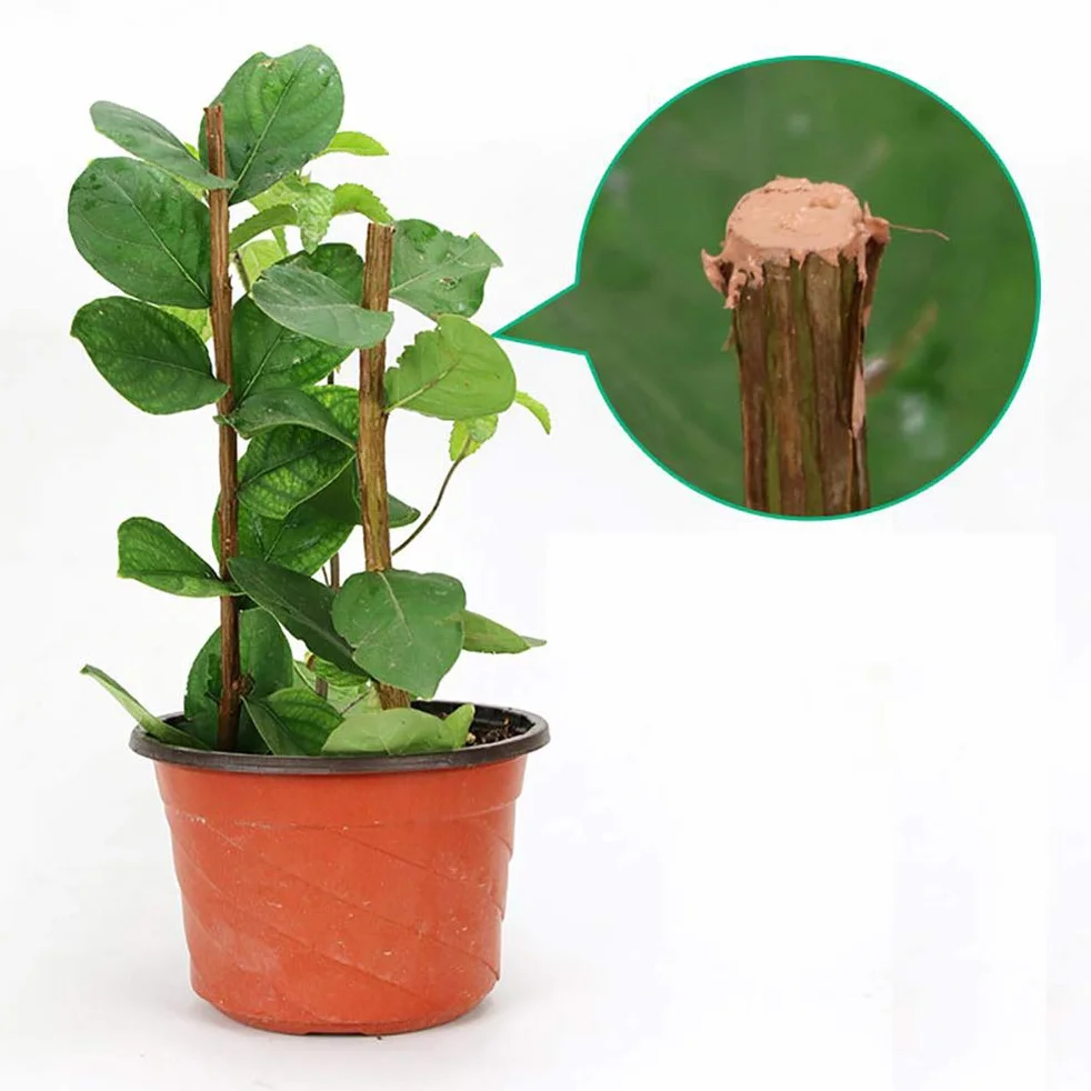 Uszczelniacz do Gojenia Roślin 50g Pasta do Przycinania Drzew Bonsai