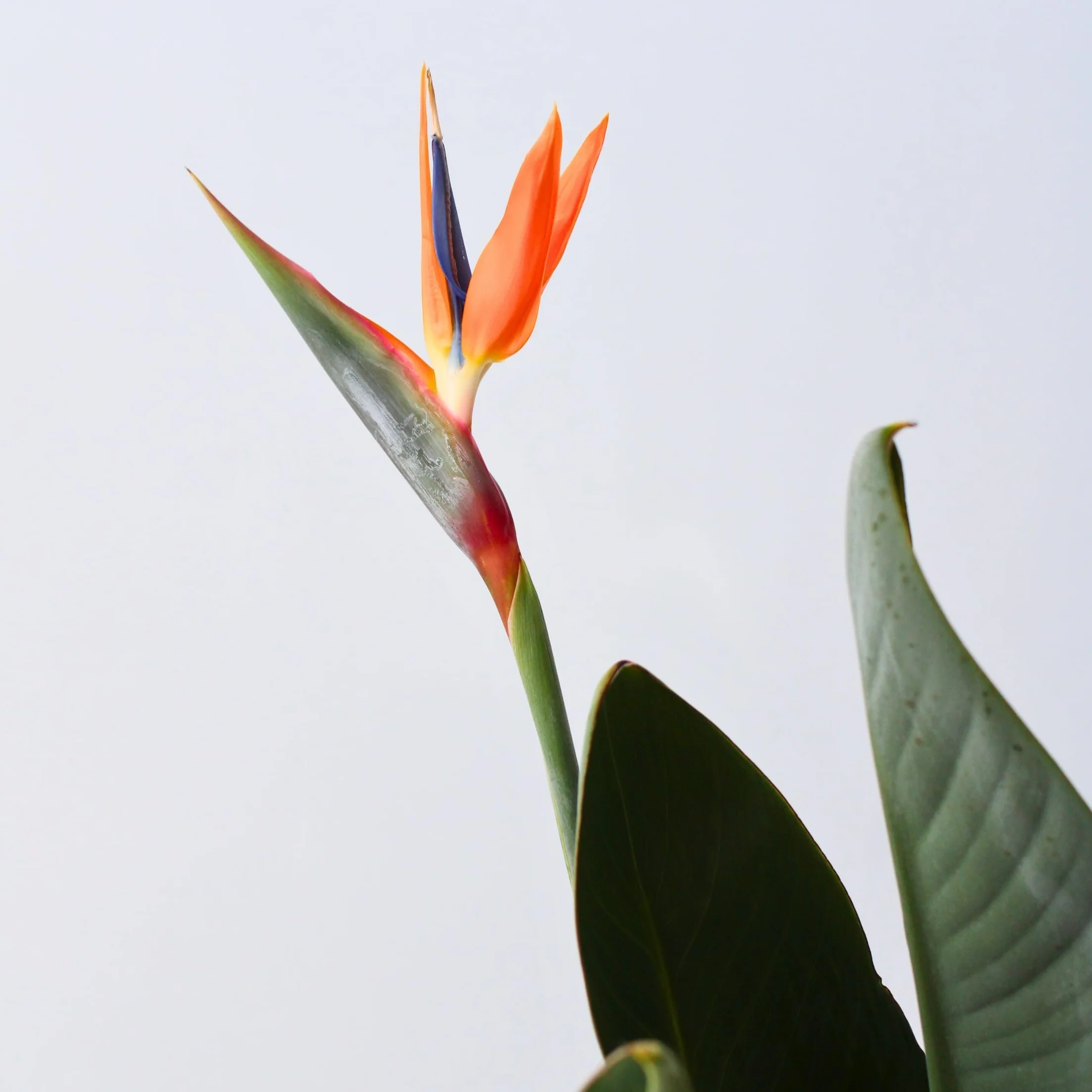 Strelitzia Reginae Rajski Ptak Strelicja Doniczka 27cm Wysokość 80-100cm