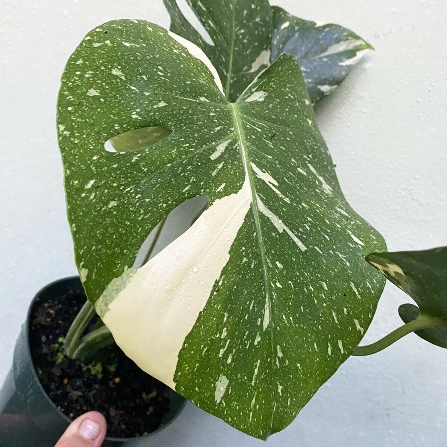 Generic asiona Monstera Deliciosa, 30 szt. Nasiona Szybko rosnące, pełne witalności Odporność na suszę Wysoka przeżywalność Dobrze przystosowane Łatwe kiełkowanie Ogrodnictwo Nasiona Monst