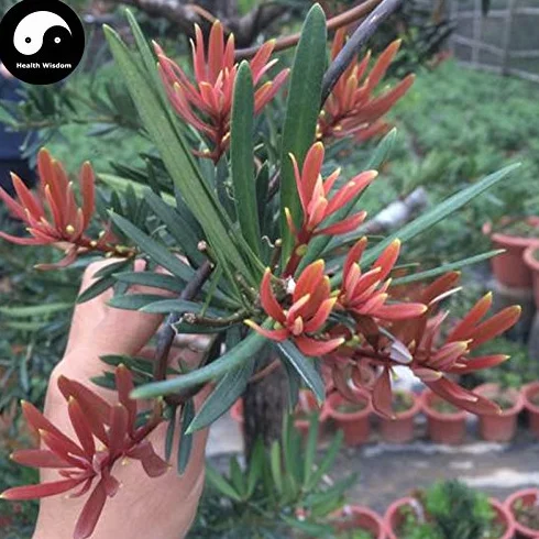 Nasiona Podocarpus macrophyllus 30 sztuk - Drzewo Podocarpus