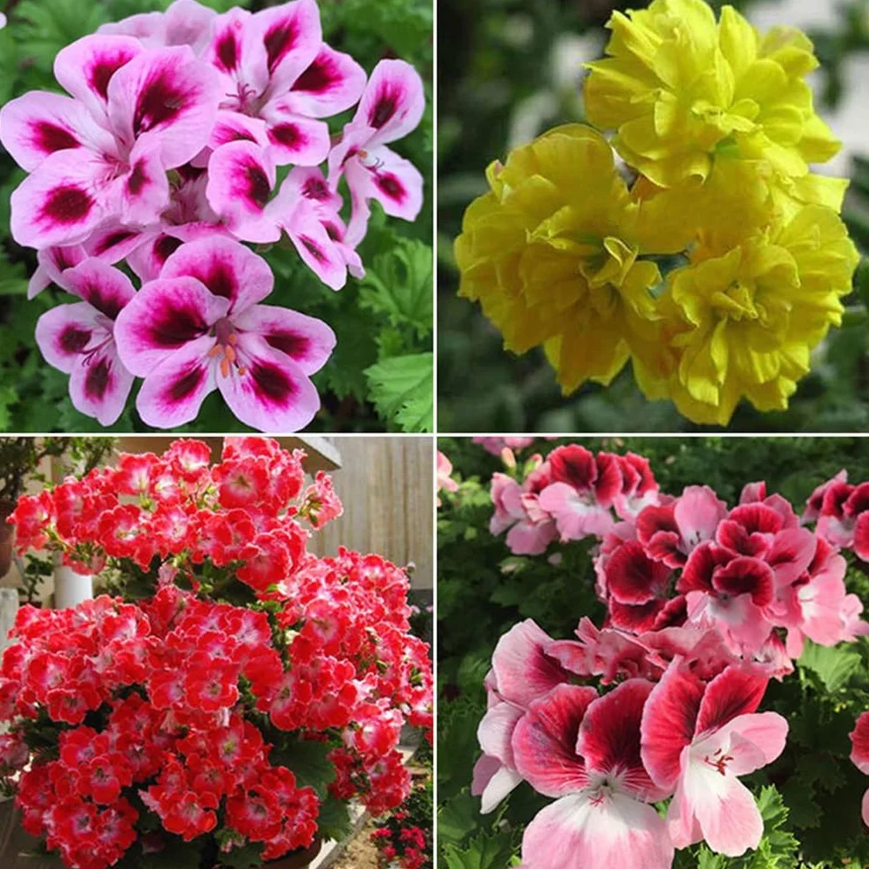 Mieszane nasiona geranium Pelargonia Hortorum 50 sztuk roślina kwiatowa