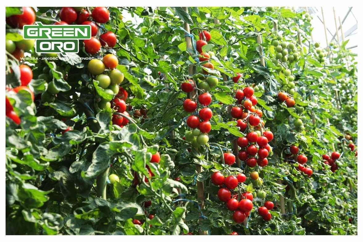 Nawóż do pomidorów 5 kg – TOMATO POWER Długotrwałe działanie do 100 dni