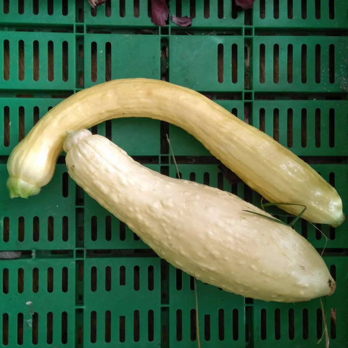 Cukinia żółta Yellow Crookneck Cucurbita pepo nasiona stara amerykańska odmiana